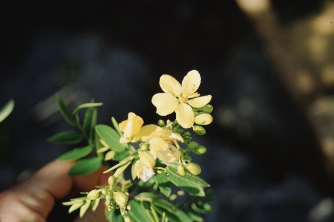 Flower—Cassia bahamensis: Bahama Cassia