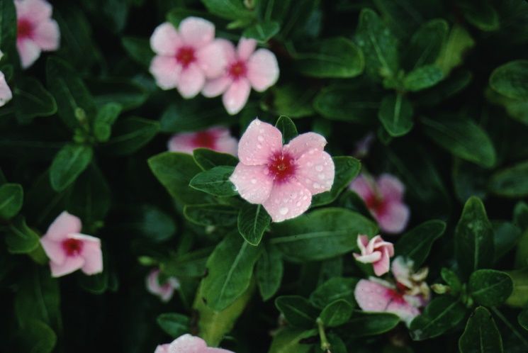 Flower—Catharanthus roseus: Periwinkle, Madagascar Periwinkle, Vinca