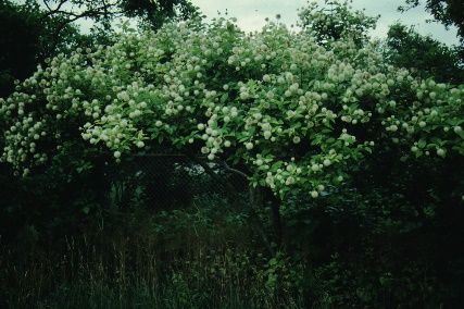 Full Form—Cephalanthus occidentalis: Buttonbush