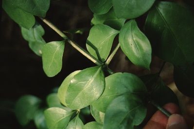 Leaf - Chiococca alba: Snowberry