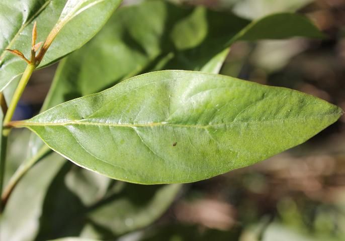 Figure 3. Leaf—Citharexylum spinosum: Fiddlewood