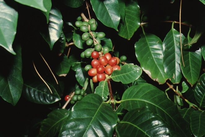 Fruit - Coffea arabica: Coffee