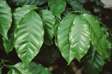 Leaf - Coffea arabica: Coffee