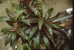 Leaf with margins- Cordyline terminalis: Ti Plant