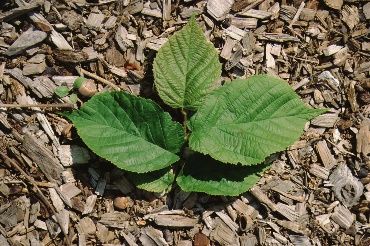 Leaf - Corylus americana: American Filbert
