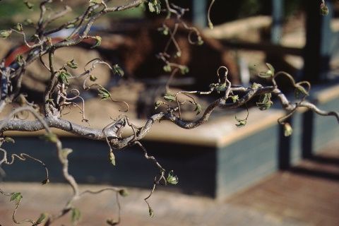 Twig, Contorted - Corylus avellana 'Contorta': Contorted European Filbert, Henry Lauder's Walking Stick
