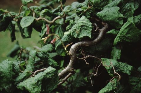 Leaf - Corylus avellana 'Contorta': Contorted European Filbert, Henry Lauder's Walking Stick