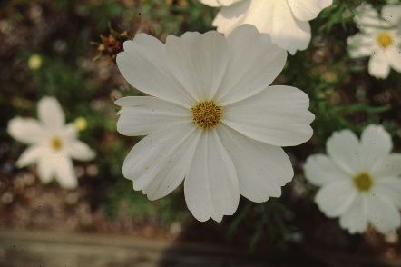 Flower - Cosmos bipinnatus 'Sonata White': Sonata White Mexican Aster