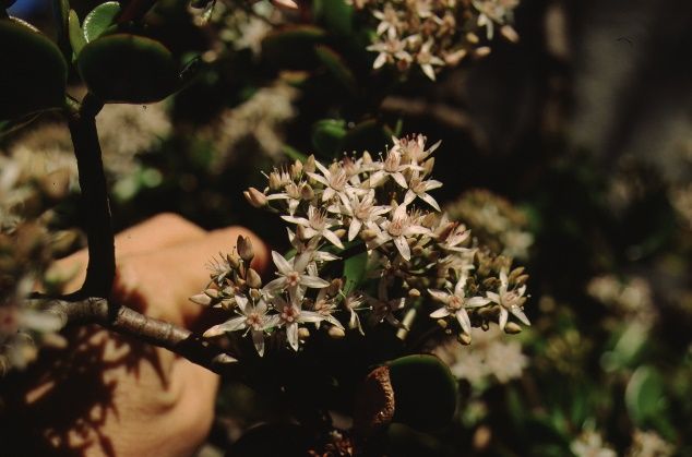 Flower - Crassula argentea: Jade Plant