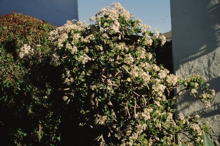 Full Form - Crassula argentea: Jade Plant