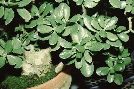 Leaf - Crassula argentea: Jade Plant