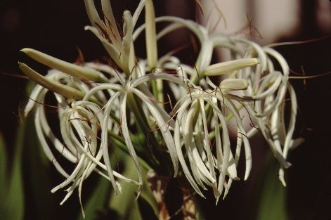 Flower - Crinum spp.: Crinum Lily