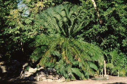 Full Form - Cycas circinalis: Queen Sago