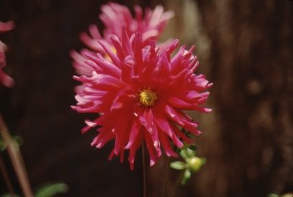 Flower - Dahlia spp.: Dahlia