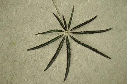 Leaf - Dizygotheca elegantissima: False Aralia