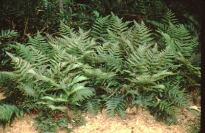 Full Form - Dryopteris erythrosora: Autumn Fern, Japanese Shield Fern, Japanese Wood Fern