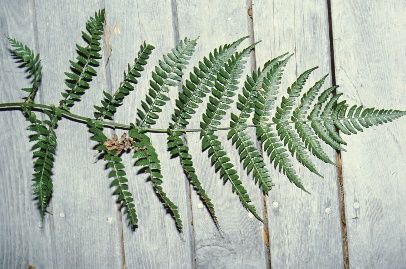 Leaf - Dryopteris erythrosora: Autumn Fern, Japanese Shield Fern, Japanese Wood Fern