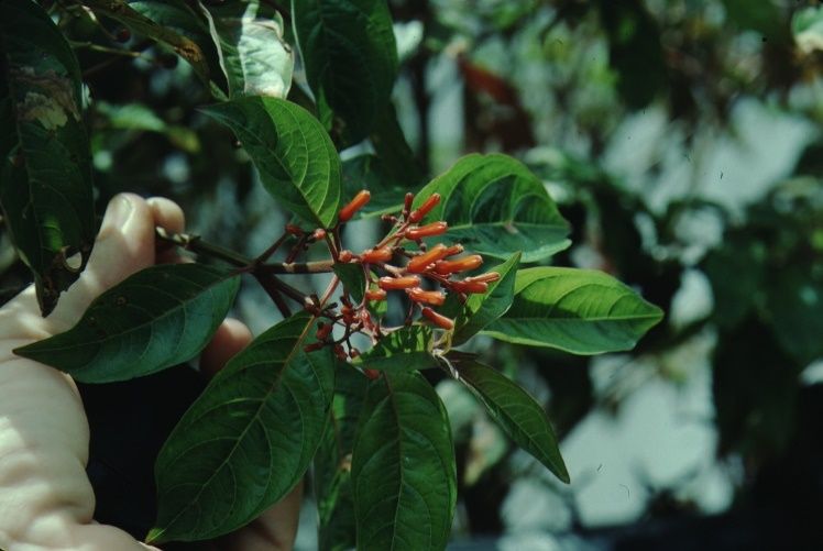 Flower - Hamelia patens: Firebush, Scarlet Bush