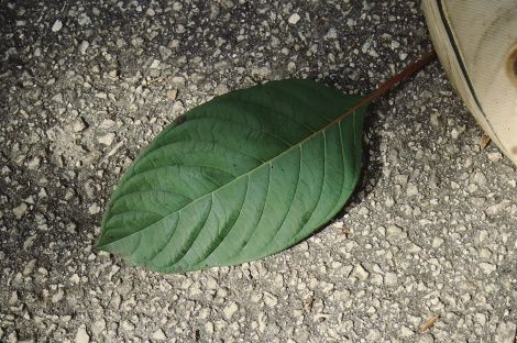 Leaf - Hamelia patens: Firebush, Scarlet Bush