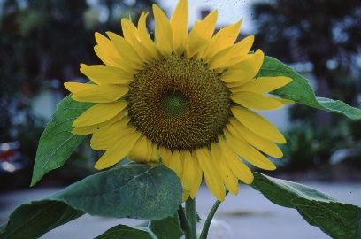 Flower - Helianthus annuus 'Sonja': Sonja sunflower.