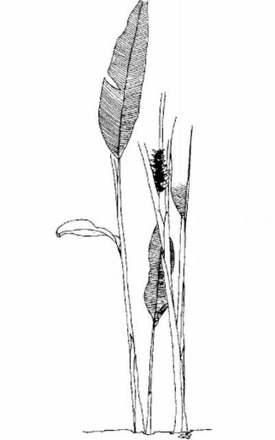 Figure 1. Caribbean heliconia.