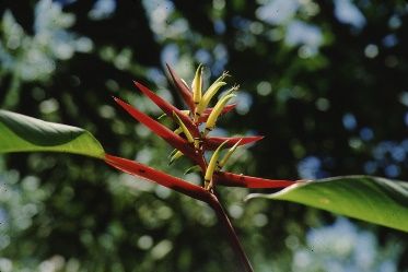 Flower - Heliconia spp.: Heliconia 'Vaginalis'.