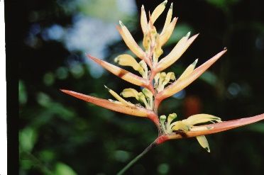 Flower - Heliconia spp.: Heliconia 'Hirsuta'.