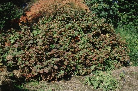 Full Form, Fall Color - Hydrangea quercifolia: Oakleaf Hydrangea