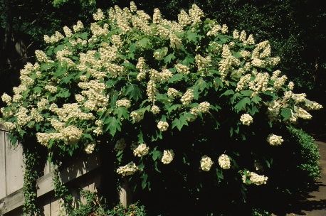 Full Form - Hydrangea quercifolia: Oakleaf Hydrangea