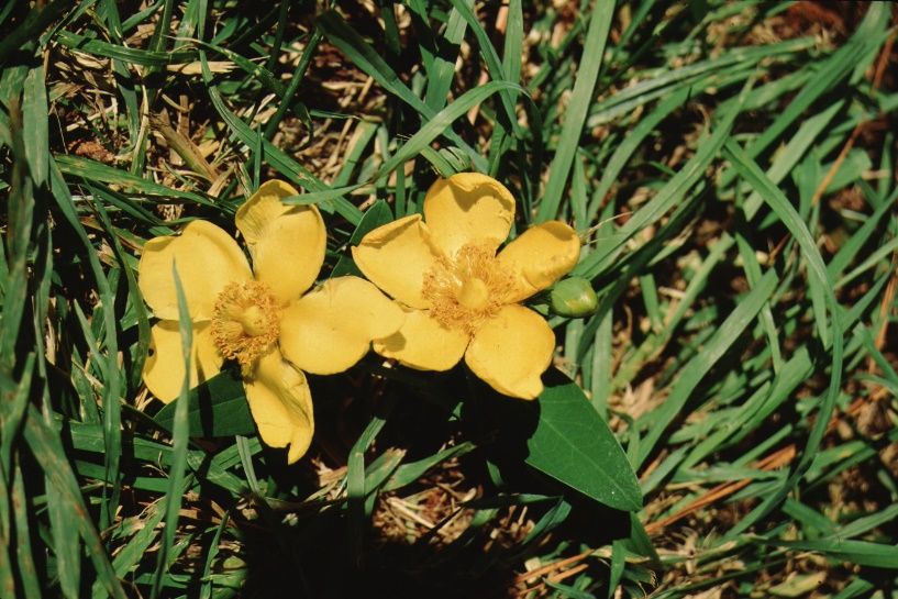Flower - Hypericum spp.: St. John's Wort