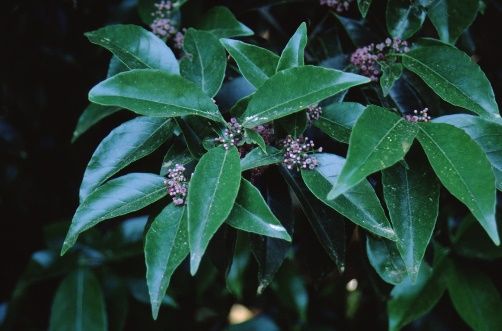 Leaf and Flower - Ilex pedunculosa: Longstalk Holly