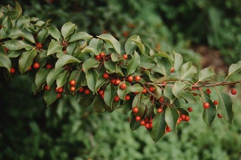 Fruit - Ilex pedunculosa: Longstalk Holly