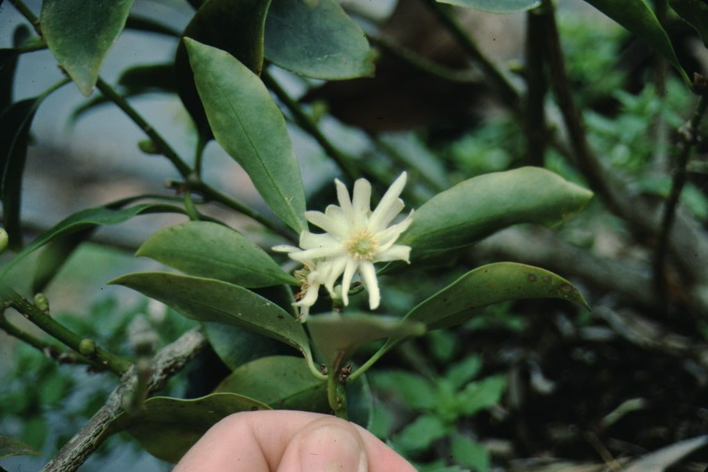 Flower - Illicium anisatum: Japanese Anise Tree