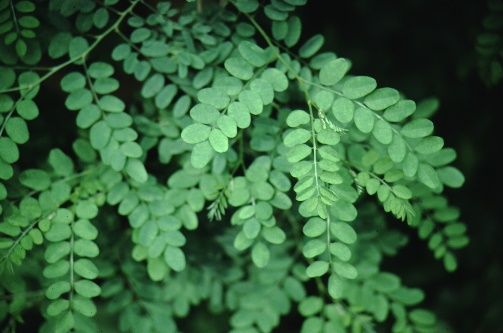 Leaf - Indigofera cylindrica: Indigo