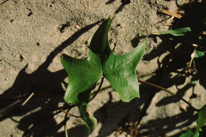 Leaf - Ipomoea stolonifera: Fiddle-leaf morning glory.