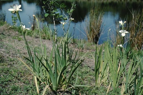 Full Form - Iris Fulva 'Louisiana Hybrids': Louisiana Iris