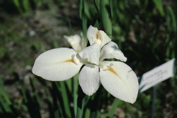 Flower - Iris Fulva 'Louisiana Hybrids': Louisiana Iris