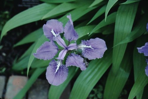 Full Form - Iris tectorum: Japanese roof iris, wall iris.