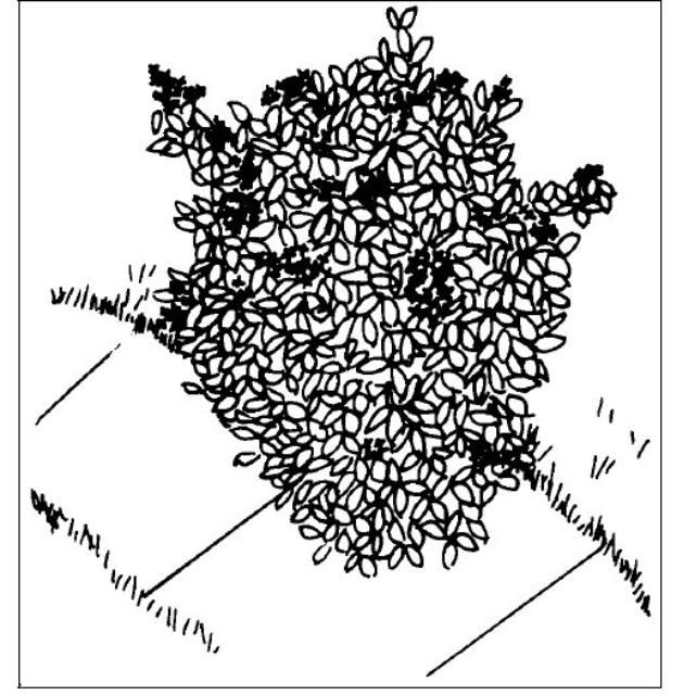 Figure 1. Ixora.
