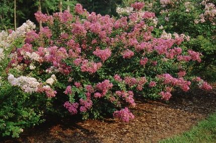 Full Form - Lagerstroemia indica 'New Orleans': New Orleans Crape Myrtle