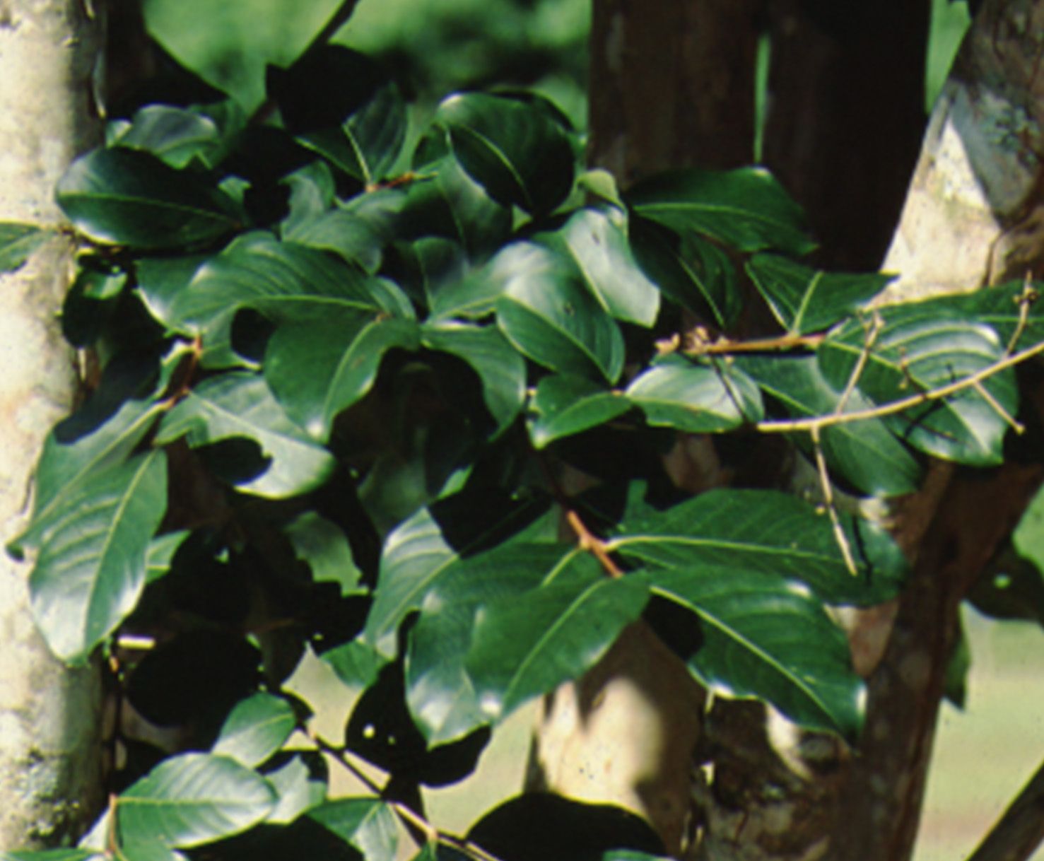 Leaf - Lagerstroemia x 'Apalachee': Apalachee Crape Myrtle