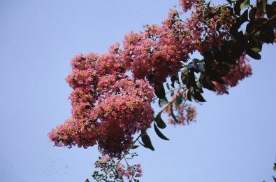 Flower - Lagerstroemia x 'Apalachee': Apalachee Crape Myrtle