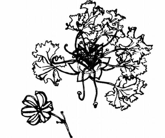 Figure 3. Flower of 'Comanche' crape myrtle