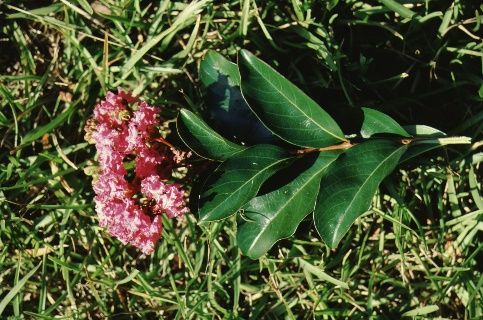 Leaf and Flower - Lagerstroemia x 'Pecos': Pecos Crape Myrtle