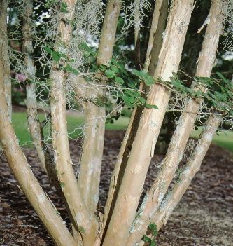 Full Form - Lagerstroemia x 'Sioux': Sioux crape myrtle.