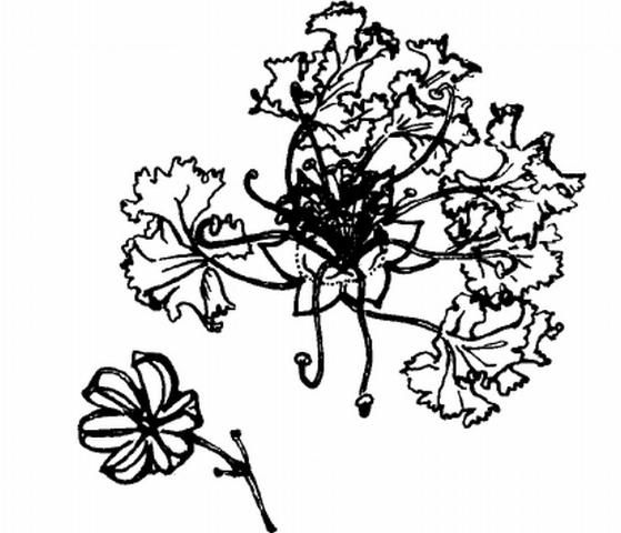 Figure 3. Flower of 'Tonto' crape myrtle