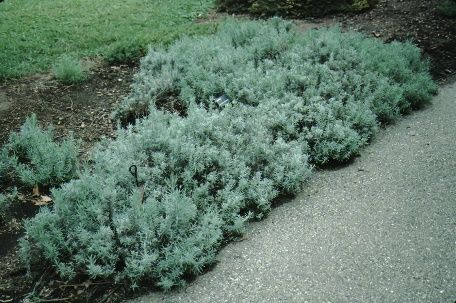 Full Form - Lavandula angustifolia: Lavender, English Lavender