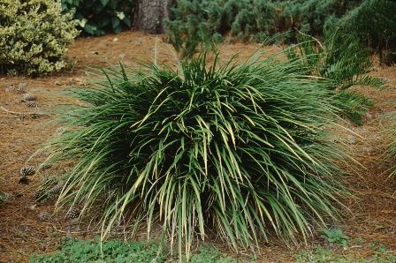 Full Form- Liriope muscari 'Evergreen Giant': Evergreen Giant Lilyturf