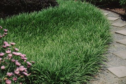 Full Form - Liriope spicata: Creeping Lilyturf, Border-grass, Creeping Liriope, Liriope, Monkey-grass