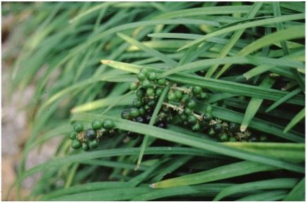 Leaf - Liriope spicata: Creeping Lilyturf, Border-grass, Creeping Liriope, Liriope, Monkey-grass